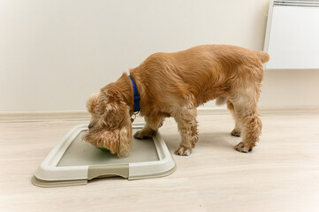 American Cocker Spaniel eating dry food indoors.