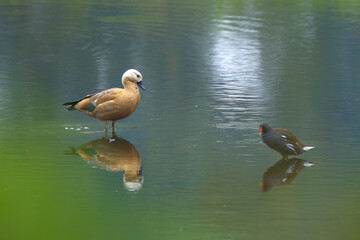 Ruddy shelduck looking at moorhen, Ruddy shelduck next to moorhen in lake, dark mood, cloudy, Ruddy shelduck and moorhen in pond, Tadorna ferruginea