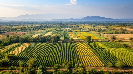 A large field of crops with a clear blue sky in the background