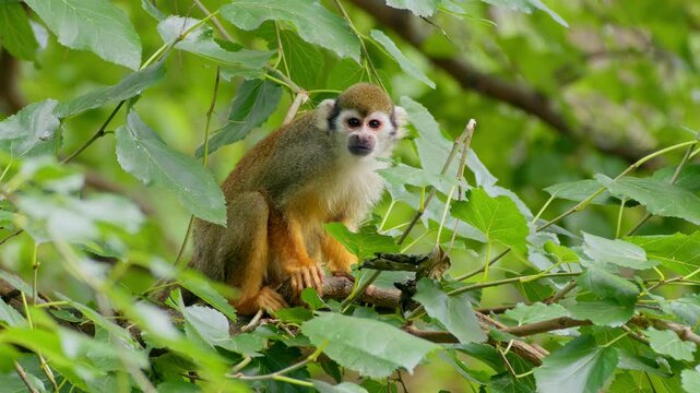 Common squirrel monkey (Saimiri sciureus) in the tree top