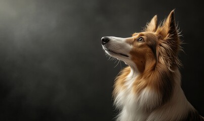 Naklejka premium A Scottish Collie captured in a studio against a dark background