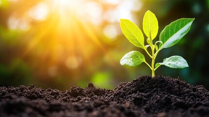 A small green plant is growing in the dirt