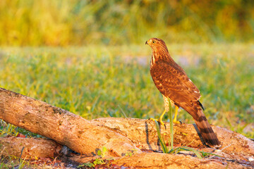 A Cooper's hawk (Accipiter cooperii) on the root of a tree in the early morning sun on Siesta Key, Florida