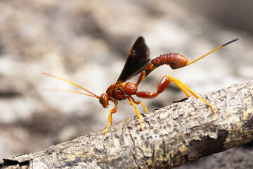A strange looking wasp, probably Labena grallator, in southwest Florida. Check ID with an expert if accuracy is important to your project.