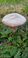 Mushroom in the grass
