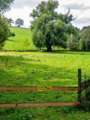 Einzelner Baum im Feld