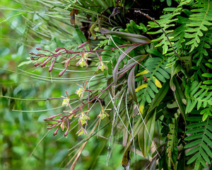 The epiphytic Green-fly orchid, Epidendrum conopseum, grows on a tree surrounded by resurrection fern. Greenish yellow flowers and dark green reddish foliage are visible.