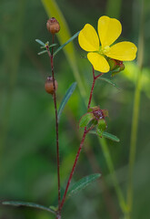 Ludwigia maritime, seaside primrose willow, upright reddish stem with yellow flower, leaves, and seed pods.