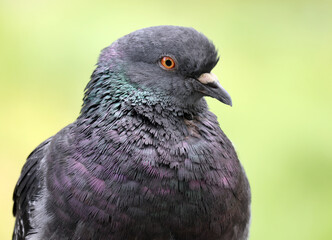 A close-up of an urban common pigeon against a blurred green background. Soft selective focus and space for your text.