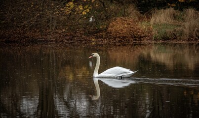 White swan gliding across a reflective pond