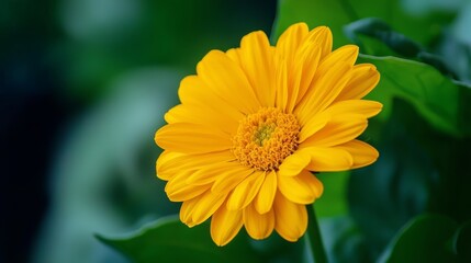 Fototapeta premium A tight shot of a yellow bloom against a backdrop of green foliage, with a softly focused foreground