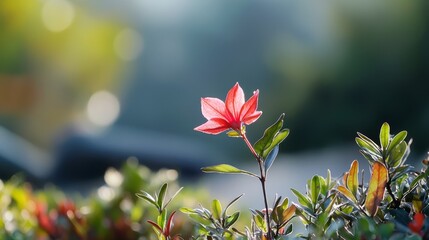  A solitary red bloom atop a verdant plant bedecked with numerous small green leaves