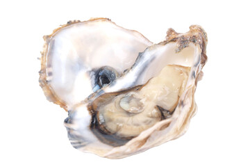 Naklejka premium Oyster on a white isolated background