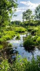 Tranquil Urban Wetland Oasis with Diverse Flora and Fauna