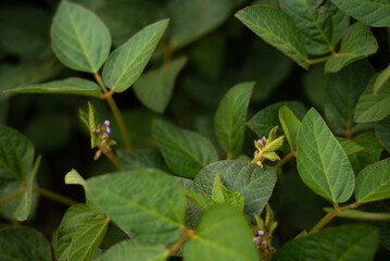 Flowers and leaves of soy Glycine max Moench close-up