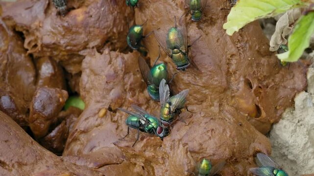 Flies gathering on fresh human feces