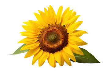 Fototapeta premium Overhead view of a sunflower with perfectly symmetrical petals and a textured center isolated on white background
