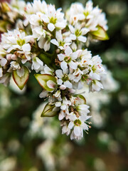 Flowering buckwheat lat. Fagopyrum esculentum known as common buckwheat.