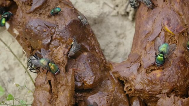 Flies gathering on fresh human feces
