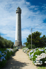 Hydrangea garden with a lighthouse in the background,Phare de Tr&eacute;zien, bretagne, france