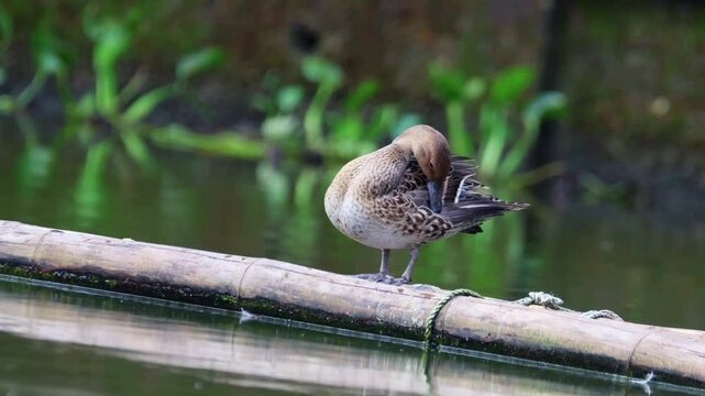 Beautiful duck at pond