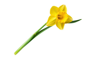 A single daffodil flower with delicate yellow petals and a long green stem, isolated on white background