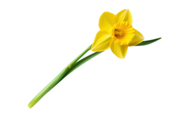 A single daffodil flower with delicate yellow petals and a long green stem, isolated on white background