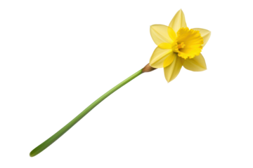 A single daffodil flower with delicate yellow petals and a long green stem, isolated on white background