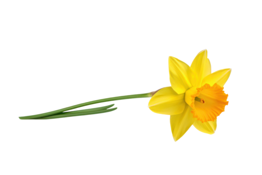 A single daffodil flower with delicate yellow petals and a long green stem, isolated on white background