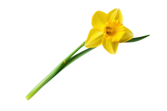 A single daffodil flower with delicate yellow petals and a long green stem, isolated on white background