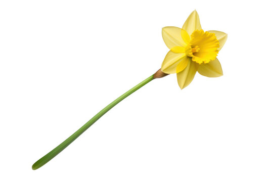 A single daffodil flower with delicate yellow petals and a long green stem, isolated on white background