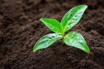 Naklejka premium Close-up of a vibrant green seedling emerging from rich, dark soil, symbolizing growth, renewal, and sustainability.