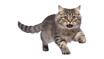 running scottish fold cat isolated on transparent background cutout