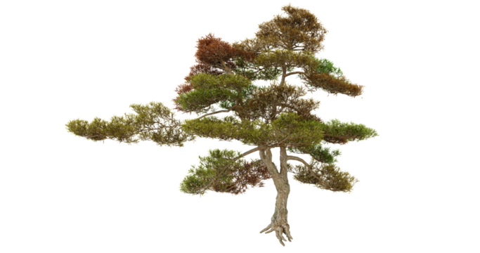 Close up of cannabis buds, green and brown, marijuana plant