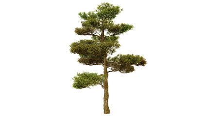 Single Pine Tree Isolated on transparent Background, Perfect for Nature and Environmental Designs