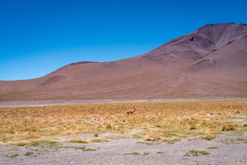 Desert landscape of the bolivian altiplano