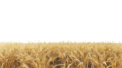 Png golden wheat field.