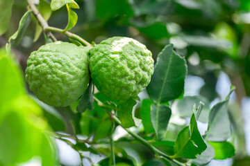 Fototapeta premium Bergamot, Fresh green bergamot fruit hanging from branch. bergamot tree garden and healthy food concept, group of bergamot,Bergamot medicinal plants with many