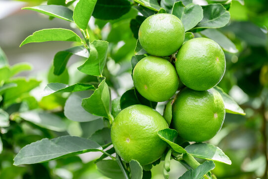 Green lemons is citrus  fruits on a branch with nature background. Green Lemons tree in the garden with daylight. Fresh green lime fruit hanging from branch.