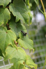 two flies mating on a leaf