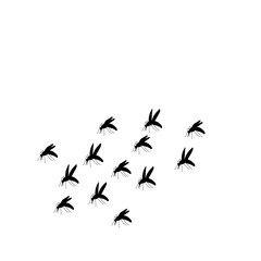 Swarm Of Flying Mosquitoes