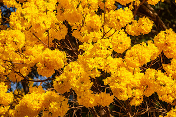 The symbol tree of Brazil, the yellow ipê (Handroanthus albus), blooms in September