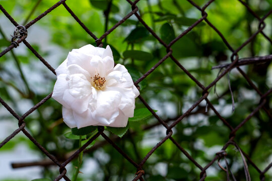 White Flower Blooming Through Chain-Link Fence - Powered by Adobe