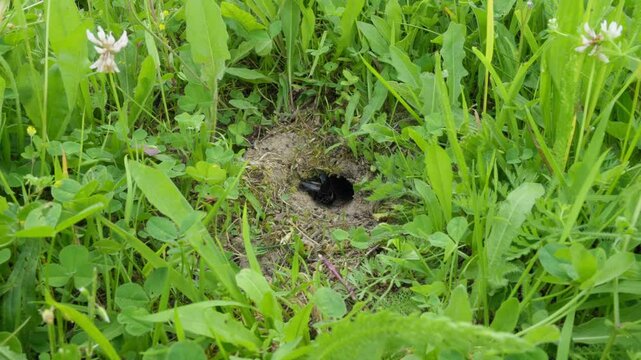 Field cricket (Gryllus campestris) sound, insect stridulating at the burrow