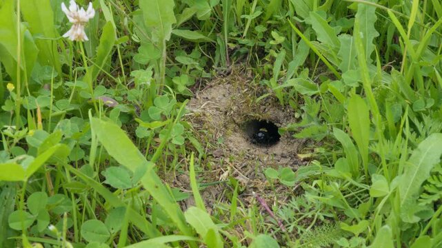 Field cricket (Gryllus campestris) sound, insect stridulating at the burrow