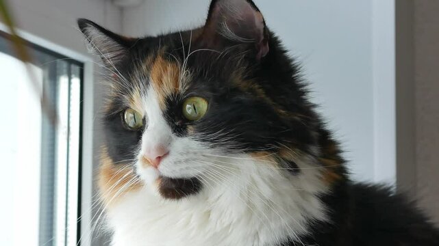 A tricolor fluffy cat with big yellow eyes and long white mustache sits on the window watching with his gaze. Muzzle close-up. A cute pet.