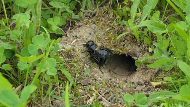 Field cricket (Gryllus campestris) sound, insect stridulating at the burrow