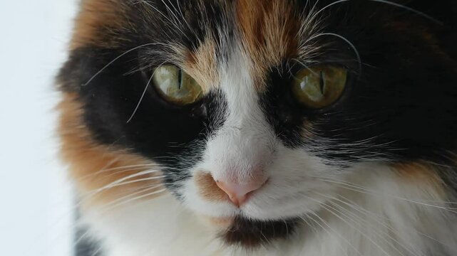 The muzzle of a tricolor fluffy cat sitting on the window looks down, calm. Muzzle close-up. A cute pet. View from above.
