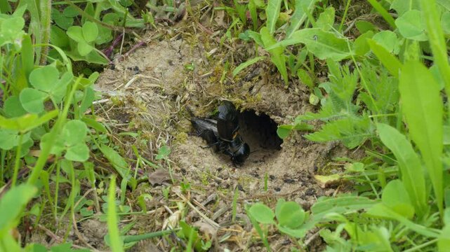 Field cricket (Gryllus campestris) sound, insect stridulating at the burrow