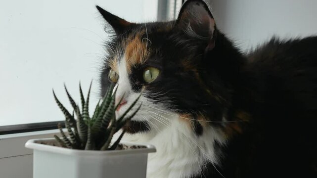 A tricolor fluffy cat with big yellow eyes and long white mustache sits on the window in front of a succulent houseplant. Muzzle close-up. A cute pet.